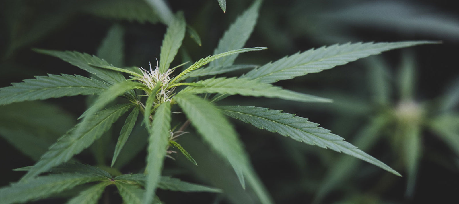 CBD Extrakte & Blüten