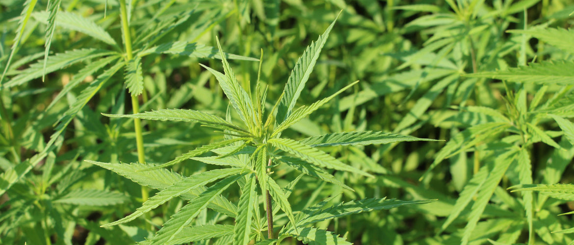 CBD Kosmetik