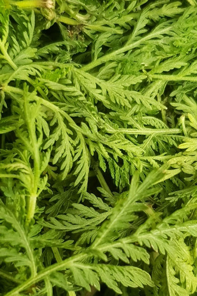 Beifußöl bio einjährig Artemisia annua
