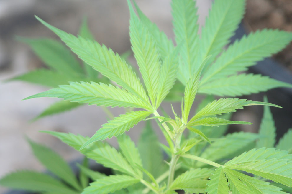 Hanfsamenöl nativ bio