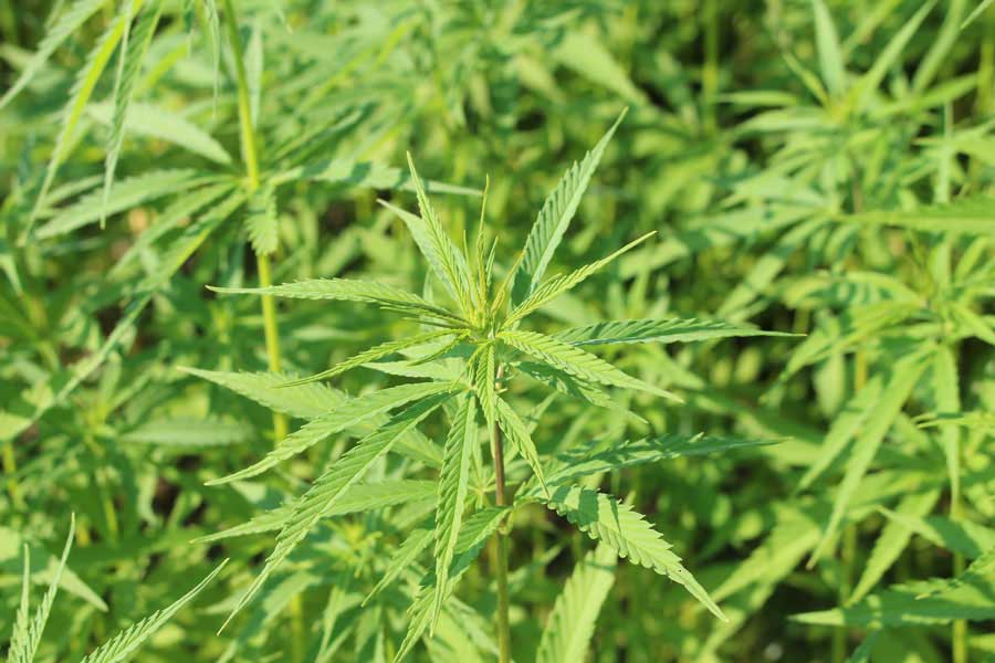 Hanfsamenöl us am Ländle