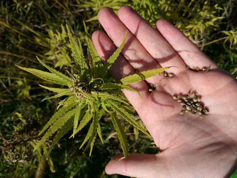 Hanfsamenöl us am Ländle